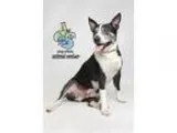 Adopt Markie Mark a Boston Terrier  Rat Terrier  Mixed dog in Kn