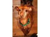 Adopt Devon a RedGoldenOrangeCh estnut Miniature Pinscher  Mixed