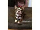 Adopt Coco a Boston Terrier