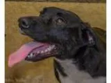 Adopt 60672 Lady a Black - with White Catahoula Leopard Dog  Lab