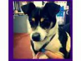 Lost white German Shepherd, 985 and Friendship Road - Price: Sma