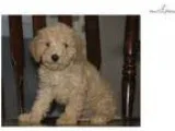 F1B Mini Goldendoodle