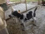 Adopt Oreo a Coonhound