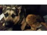 Adopt Ranger a Black - with Brown Red Golden Orange or Chestnut 