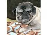 Adopt Emie a TanYellowFawn - with Black Pug  Mixed dog in Grapev