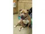 Adopt Mocha a Pit Bull Terrier