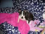 Adopt Lulu Palooza GA a Black - with White Boston Terrier  Mixed
