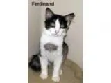 Adopt Ferdinand a Domestic Medium Hair - gray and white