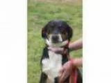 Adopt Julie - ADOPTION PENDING a Shepherd Hound
