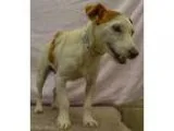 Adopt 60753 Precious a White - with Tan Yellow or Fawn Rat Terri