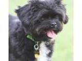 Adopt Jinx a Black - with White Shih Tzu  Mixed dog in Fallbrook