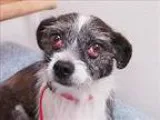 Adopt Devina a Jack Russell Terrier  Mixed dog in Portland OR (1