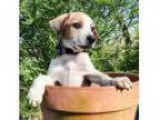 Adopt PUPPY CECIL a Australian Cattle Dog Mixed dog in Franklin
