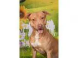 Adopt Brutus a Pit Bull Terrier