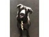 Adopt Sweetie and Shadow a Labrador Retriever