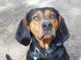 Adopt FERN a Black - with Tan Yellow or Fawn Black and Tan Coonh