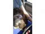 Adopt Yuggie a BrownChocolate Terrier (Unknown Type Small)  Mixe