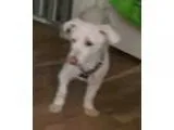 Adopt Rosie and Peppy a Poodle (Miniature)  Mixed dog in Tenafly
