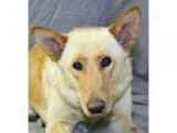Adopt Sandra Dean a German Shepherd Dog  Mixed dog in Modesto CA