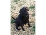 Adopt Magnum a Labrador Retriever