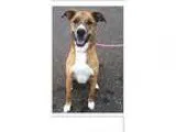 Adopt Bruce a American Staffordshire Terrier