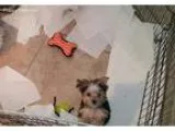 Tea Morkie