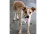 Adopt Goldie a TanYellowFawn - with White Australian Cattle Dog 