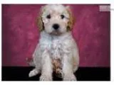 COOKIE - Female Hound (Unknown Type) Mix