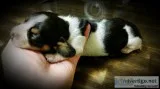 Female Dachshund puppies