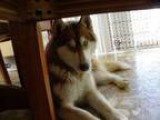 Siberian husky stud service