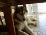 Siberian husky stud service