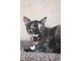 Adopt Punkin a Calico or Dilute Calico Domestic Shorthair  Mixed