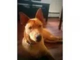 Adopt Joey a Pharaoh Hound  Mixed dog in Lincoln NE (13922283)