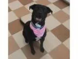 Adopt Kitty a Terrier Labrador Retriever