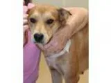 Adopt Jenny a RedGoldenOrangeCh estnut - with White Labrador Ret
