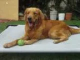 Adopt Gaffey a RedGoldenOrangeCh estnut Golden Retriever Mixed