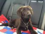 Adopt Maggie a Labrador Retriever Chocolate Labrador Retriever