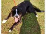 Adopt Rescued a Black - with White Husky Shepherd (Unknow