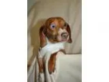 Adopt LULU a Dachshund