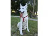 Adopt Lucien a White Siberian Husky  Mixed dog in Clearwater FL 