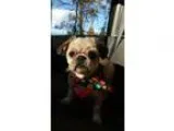 Adopt Lucy a Shih Tzu