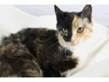 Adopt Schyler a Domestic Short Hair