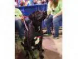 Adopt Primrose a Labrador Retriever