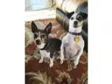 Experienced Groomer