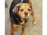 Lily - Female Domestic Shorthair Mix
