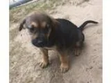 Adopt Sugar Smacks-pending a Black - with Tan Yellow or Fawn Aus