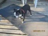 Adopt Boogie a Boston Terrier
