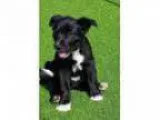 Cora - Female Terrier (Unknown Type Small) Mix