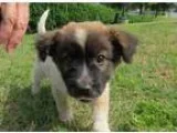 Adopt Cooper-pending a Tricolor (TanBrown and Black and White) A