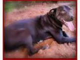 Adopt Shirley a Labrador Retriever